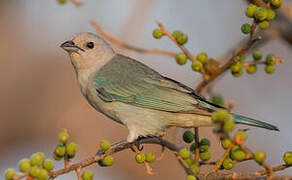 Sayaca Tanager