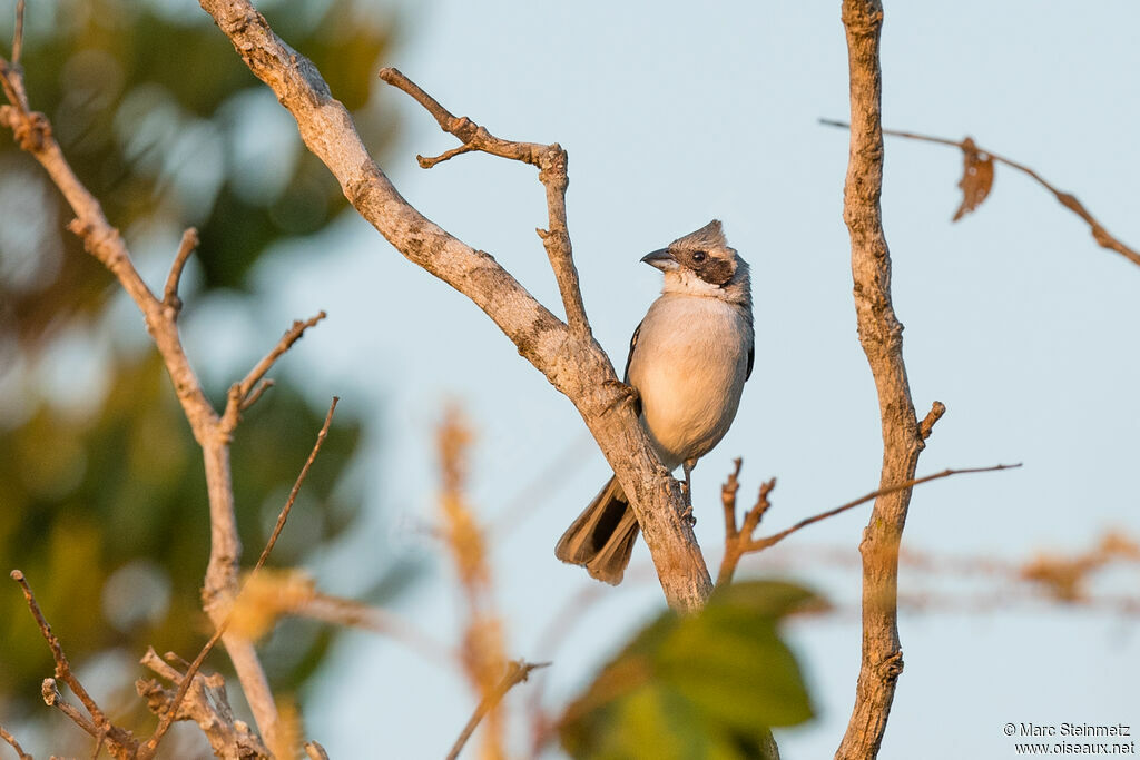 Shrike-like Tanager