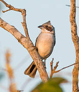 Shrike-like Tanager