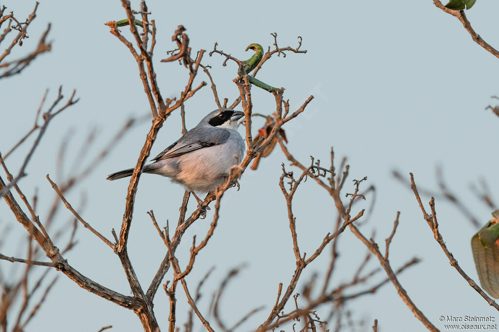 Shrike-like Tanager