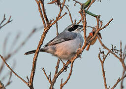 Shrike-like Tanager