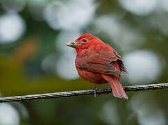 Summer Tanager