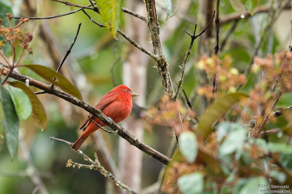 Summer Tanager