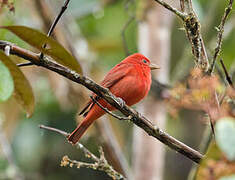 Summer Tanager