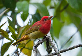 Summer Tanager