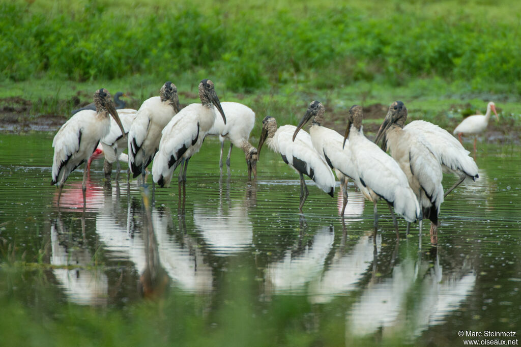 Wood Stork