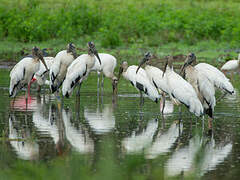 Wood Stork