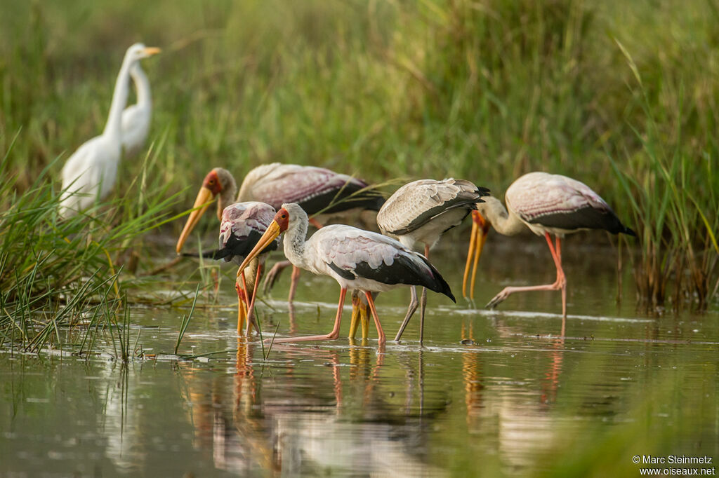 Yellow-billed Stork