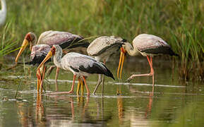 Yellow-billed Stork