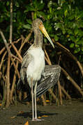 Yellow-billed Stork