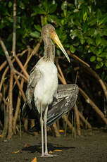 Tantale ibis