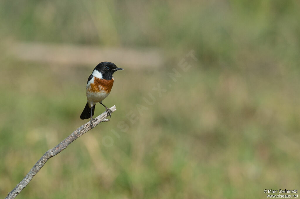 African Stonechat