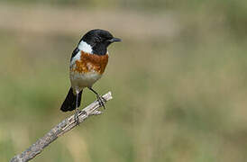 African Stonechat