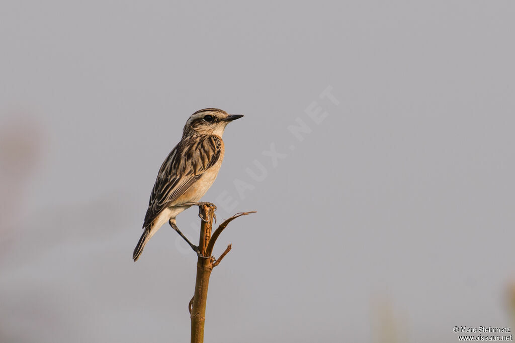 Whinchat