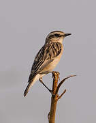 Whinchat