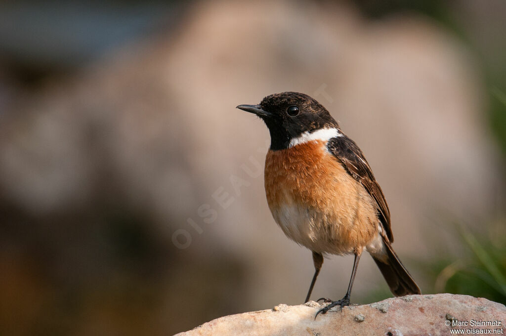 European Stonechat male