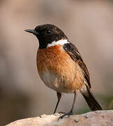 European Stonechat