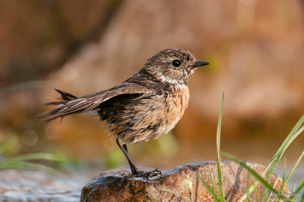 European Stonechat female