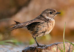 European Stonechat