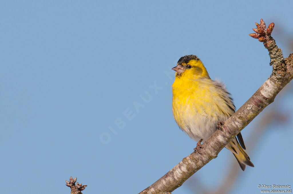 Eurasian Siskin male