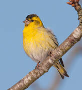 Eurasian Siskin