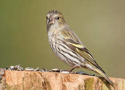 Eurasian Siskin