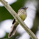 Taurillon agile