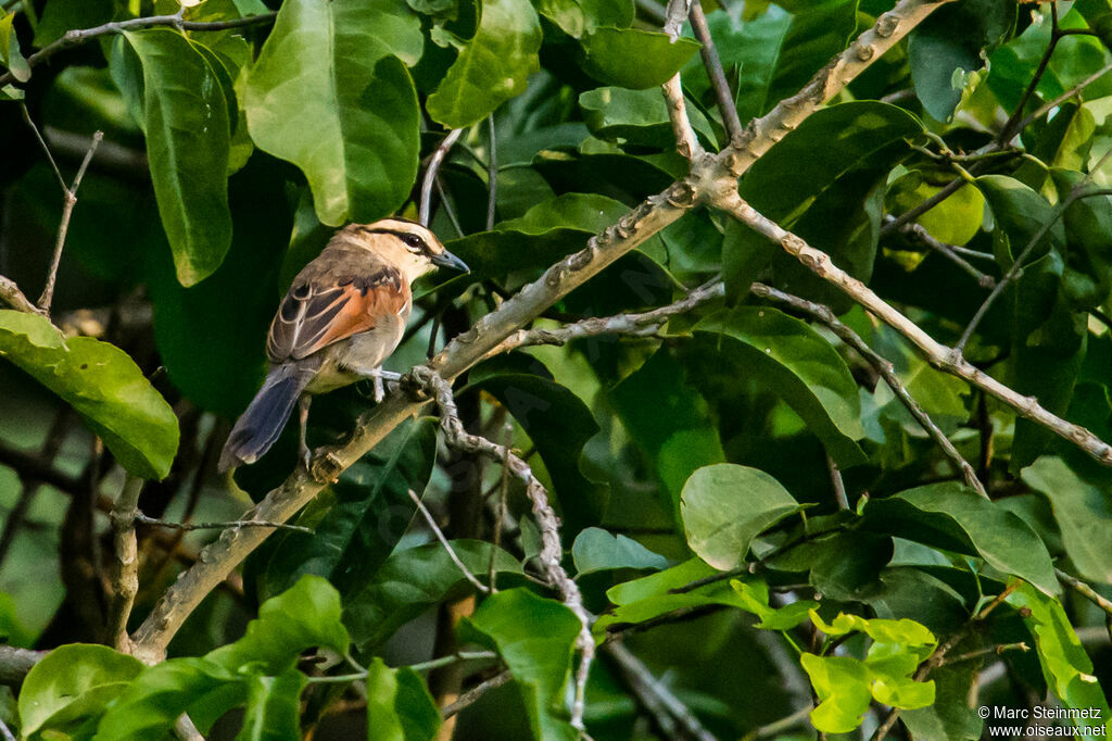 Brown-crowned Tchagra