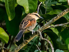 Brown-crowned Tchagra