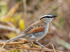 Black-crowned Tchagra