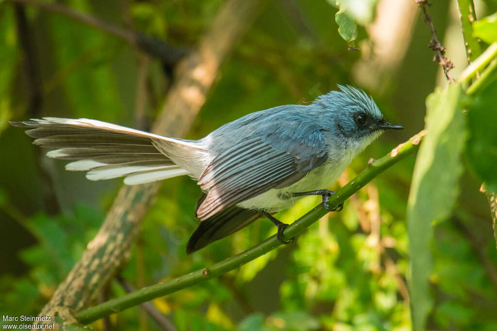 White-tailed Blue Flycatcheradult, identification