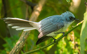 White-tailed Blue Flycatcher