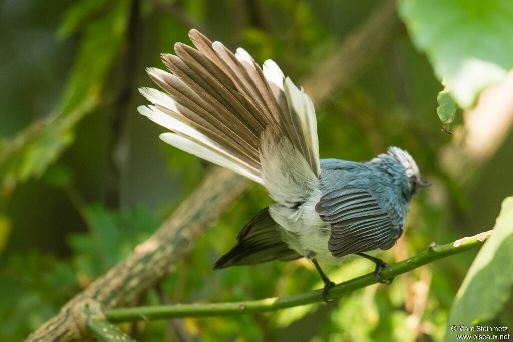 White-tailed Blue Flycatcher