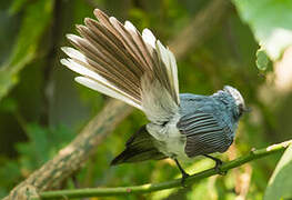 White-tailed Blue Flycatcher