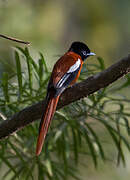 Red-bellied Paradise Flycatcher