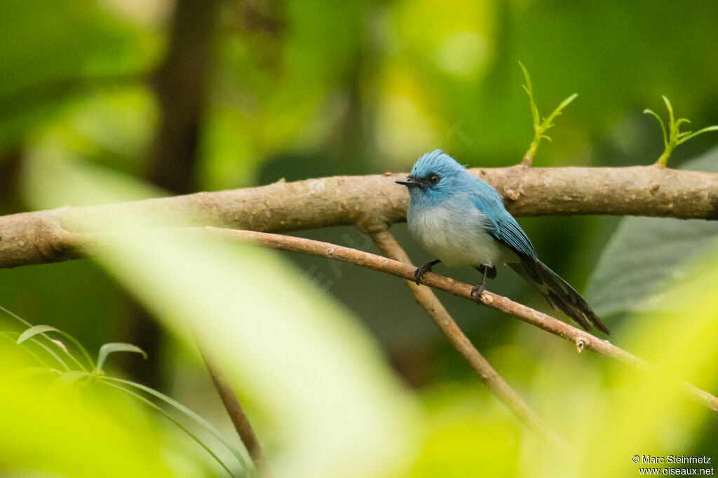 African Blue Flycatcher