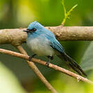 Tchitrec bleu