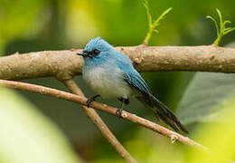 African Blue Flycatcher