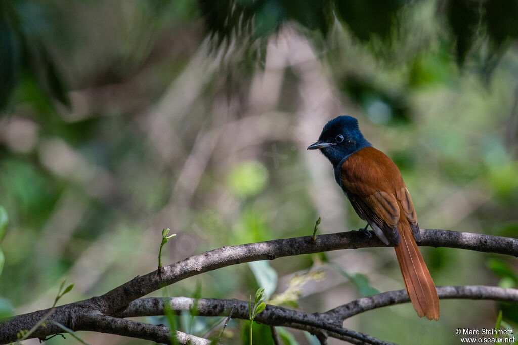 African Paradise Flycatcher