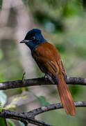 African Paradise Flycatcher