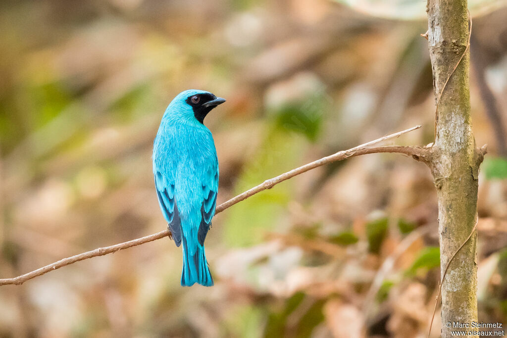 Tersine hirondelle mâle