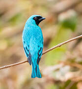 Swallow Tanager