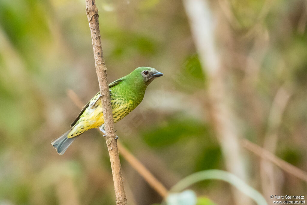 Tersine hirondelle