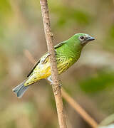 Swallow Tanager