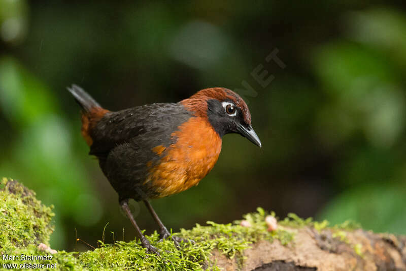 Rufous-breasted Antthrushadult, close-up portrait