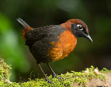 Rufous-breasted Antthrush