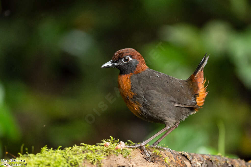 Rufous-breasted Antthrushadult, identification