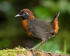 Rufous-breasted Antthrush
