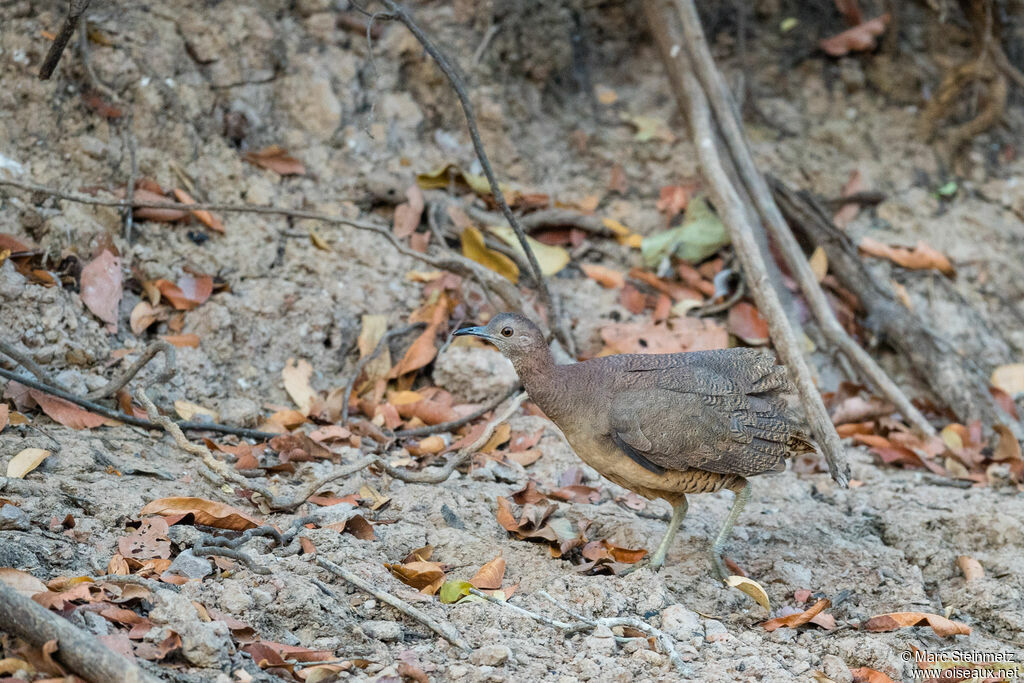 Undulated Tinamou