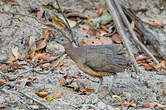 Tinamou vermiculé